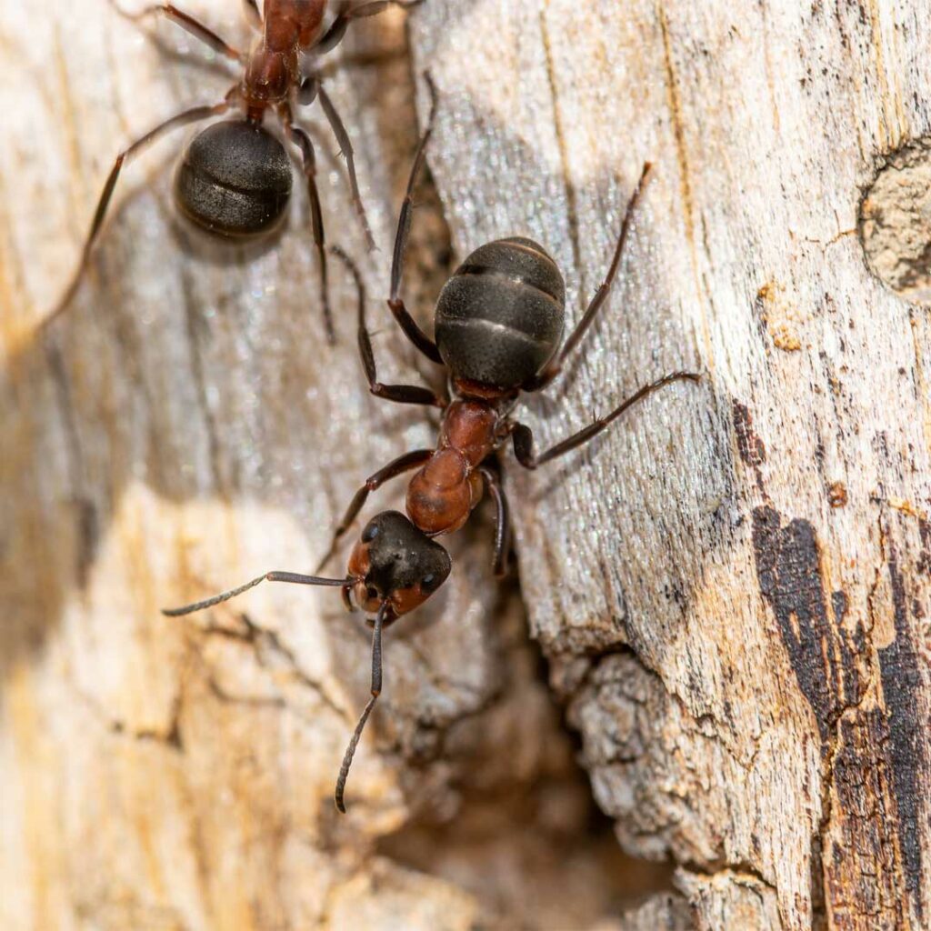 extermination-fourmis-brune-des-champs