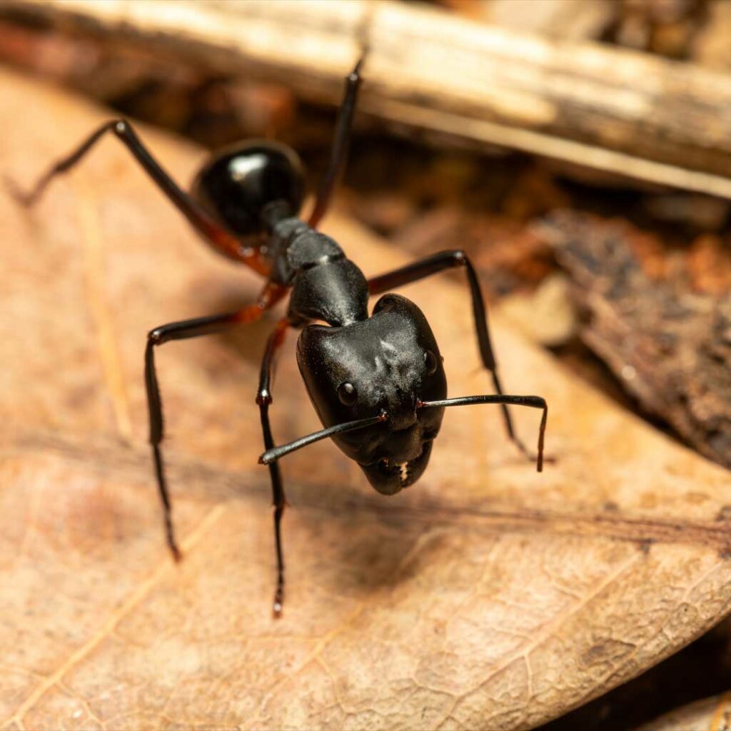 extermination-fourmis-charpentiere